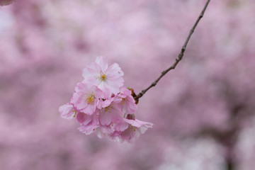 Cherry blossoms in the city Park. Pink Blossoms in Central Park Landscape