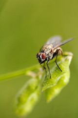 macro fly on a leaf