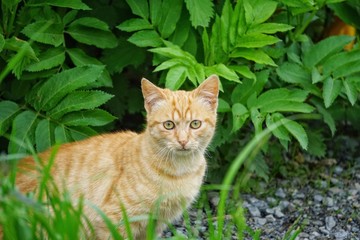 cat in the garden 
