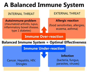 balanced immune system
