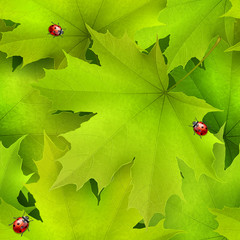 Seamless vector background -- green summer spring maple leaves and red ladybirds
