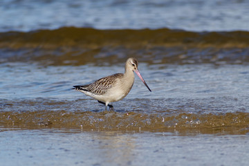 Bar-tailed godwit (Limosa lapponica), non-breeding season, october