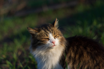 Cat squints in the sun. Golden sunset.