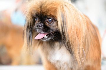 dog Pekingese red
