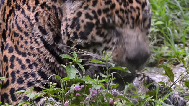 Close up of an adult Jaguar eating meat scene. The animal lifts its head, looks around and goes back to eating. Animal in captivity.