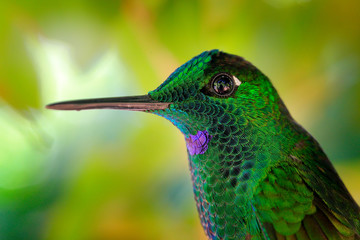 Detail portrait of shiny green glossy bird. Green hummingbird Green-crowned Brilliant, Heliodoxa jacula in Costa Rica. Small bird with long beak.  Wildlife scene from nature. © ondrejprosicky
