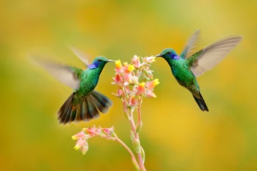  Twee vogels met oranje bloem. Kolibries groen violet-oor, Colibri thalassius, vliegen naast mooie gele bloem, Savegre, Costa Rica. Actie wildlife scene uit de natuur. Dierlijk gedrag. © ondrejprosicky
