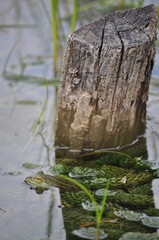 Le bois et sa grenouille