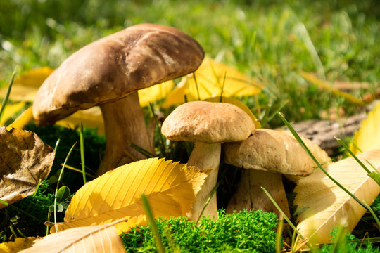 Cep Mushroom growing in Autumn Forest. Mushroom Boletus. Mushrooming in woods. Mushroom picking concept
