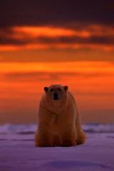 Papier Peint photo Lavable Ours polaire Polar bear sunset in the Arctic. Bear on the drifting ice with snow, with evening orange sun, Svalbard, Norway. Beautiful red sky with danger animal, face walking. Wildlife scene from nature.