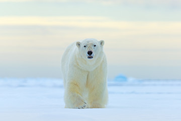 Eisbär, Gesicht im Schnee, Kanada-Winter. Weißes Tier im Naturlebensraum, Amerika. Wildlife-Szene aus der Natur. Gefährlicher Bär auf dem Eis, schöner Abendhimmel.