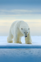 IJsbeer op de rand van het drijfijs met sneeuw en water in de Noorse zee. Wit dier in de natuurhabitat, Europa. Wildlife scène uit de natuur. Gevaarlijke beer die op het ijs loopt, mooie avondlucht.