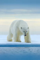 Foto auf Acrylglas Eisbär Eisbär auf Treibeiskante mit Schnee und Wasser im norwegischen Meer. Weißes Tier im Naturlebensraum, Europa. Wildlife-Szene aus der Natur. Gefährlicher Bär, der auf dem Eis geht, schöner Abendhimmel