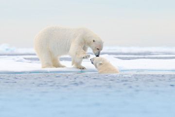Naklejka na ściany i meble Two Polar bears relaxed on drifting ice with snow, white animals in the nature habitat, Svalbard, Norway. Two animals playing in snow, Arctic wildlife. Funny image from nature.
