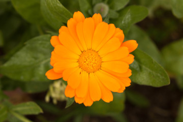 Lovely yellow autumn flower. Close up. Conceptual design for greeting card