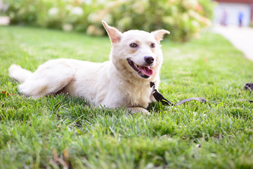 dog theme white crossbreed dog outdoor