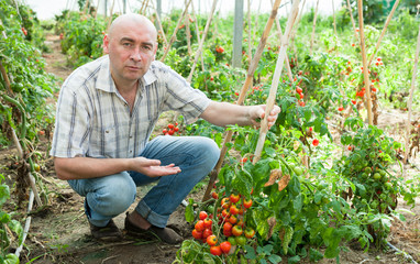 Farmer checking tomato plants