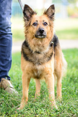 pet dog crossbreed sheepdog outdoor