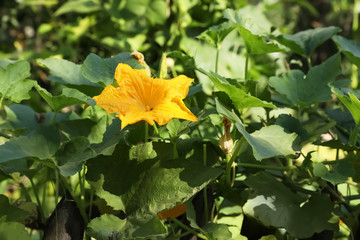 Pumpkin vine with flower and green leaves in garden, closeup