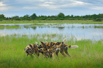 African wild dog, Lycaon pictus, welcome ceremony in the water. Hunting painted dog with big ears, beautiful wild animal in habitat. Wildlife nature, Moremi, Okavanago delta, Botswana, Africa.