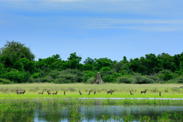 Pack of Wild Dogs Hunting in Botswana. Wildlife scene from Africa, Moremi, Okavango delta. Animal behaviour, group pride of African wild dogs near the yellow flowered lake. Hunting dos running.
