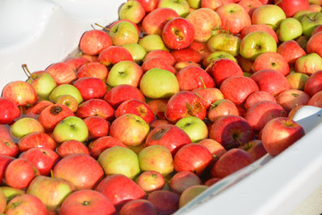 The pile of apples