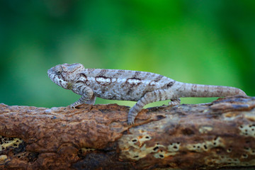 Warty chameleon Furcifer verrucosus sitting on the branch in forest habitat. Exotic beautifull endemic green reptile with long tail from Madagascar. Wildlife scene from nature.