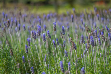 Fototapeta premium campo de lavanda exterior