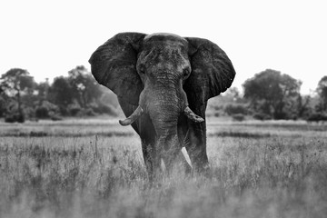 African safari. Elephant in the grass. Wildlife scene from nature, elephant in the habitat, Moremi, Okavango delta, Botswana, Africa. Green wet season, blue sky with clouds.