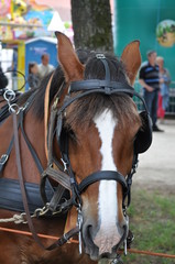 Obraz premium Cheval prêt pour la balade
