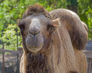 Portrait of Camel