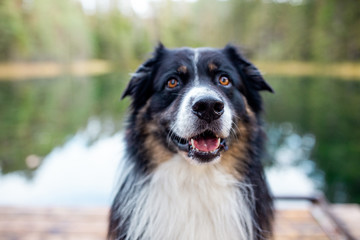 Dog Australian Shepherd 