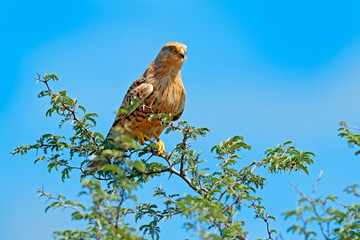 White-eyed  greater kestrel, Falco rupicoloides, sitting on the tree branch with blue sky, Moremi, Okavango delta, Botswana, Africa. Birds of prey in the nature habitat. Wildlife scene from nature.