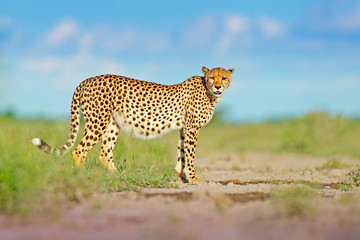Cheetah, Acinonyx jubatus, wild cat on the road. Fastest mammal on the land, Botswana, Africa. Cheetah in grass, blue sky with clouds. Spotted wild cat in nature habitat. Wildlife scene from nature.