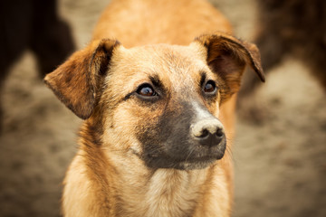 brown dog animal portrait