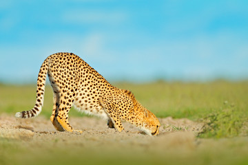 Cheetah drinking water on road. Cheetah in grass, blue sky with clouds. Spotted wild cat in nature habitat. Wildlife scene from nature, Okavango delta, Moremi in Botswana, Africa. Animal behaviour.