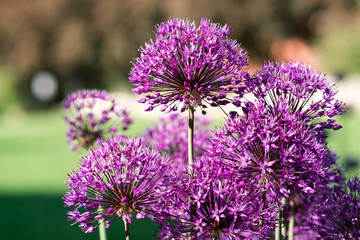 Fototapeta premium Close-up photo of purple allium blossom.