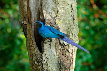 Cape Glossy Starling, Lamprotornis nitens, nature habitat. Detail close-up portrait with yellow eye. Beautiful shiny bird in the green forest, near the nest hole. Wildlife in Botswana.