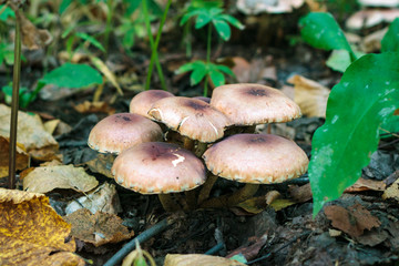 Poisonous mushrooms growing in the autumn forest among fallen leaves and grass