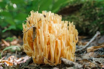 Ramaria flava, yellow coral mushroom edible  growing in the forest 