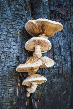 Edible mushrooms grow on burnt tree, Neolentinus lepideus 
