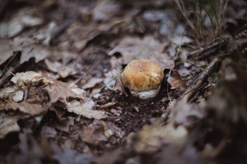 Boletus edible mushroom in the autumn forest
