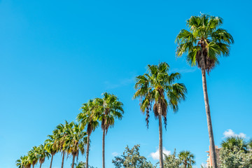 Palm alley with clear sky in background, Miami, Florida, USA