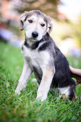 Naklejka na ściany i meble pet portrait puppy half-breed outdoor