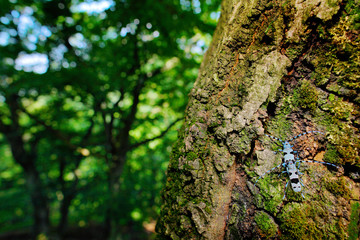 Rosalia Longicorn, Rosalia alpina, mating in the nature green forest habitat, Czech republic, longhorn beetle, longicorn. Beautiful blue incest with long feelers in the tree, wide angle with habitat.
