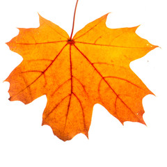 autumn maple leaf isolated on white background