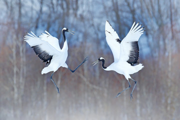 Dancing pair of Red-crowned crane with open wings, winter Hokkaido, Japan. Snowy dance in nature....