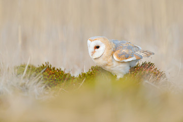 Portrait of Barn Owl, Tyto alba sitting in the rime white grass in the winter morning light.