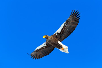 Obraz premium Steller's sea eagle, Haliaeetus pelagicus, flying bird of prey, with blue sky in background, Hokkaido, Japan. Eagle with open wings. Wildlife scene from nature.