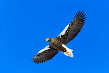 Steller's sea eagle, Haliaeetus pelagicus, flying bird of prey, with blue sky in background, Hokkaido, Japan. Eagle with open wings. Wildlife scene from nature.